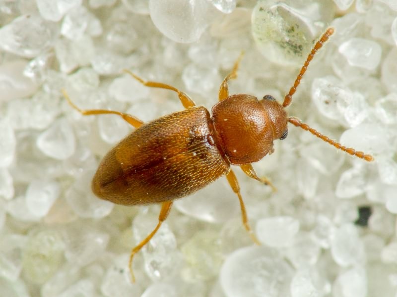 Cryptophagidae Kirby, 1837